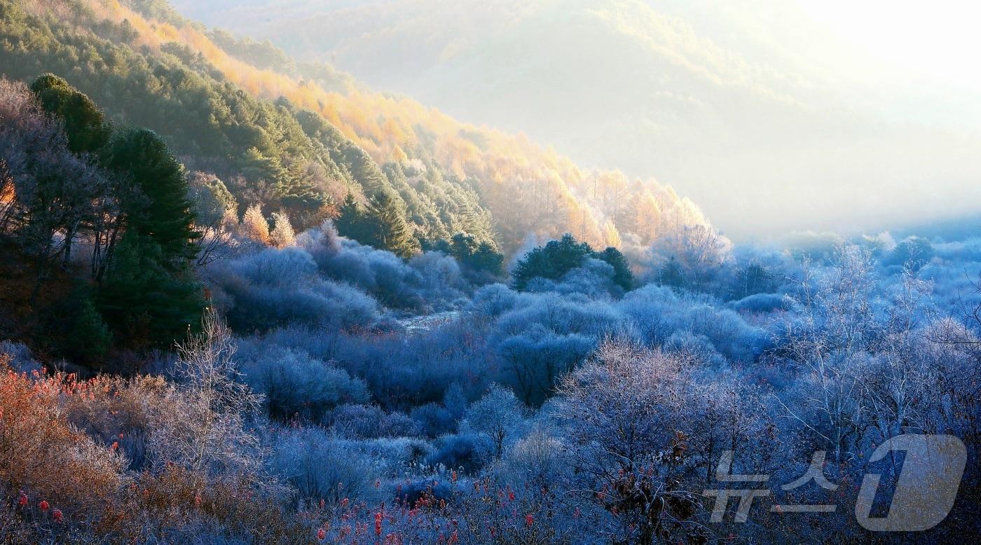 지난 12일 오전 강원 인제군 남면 갑둔리에 위치한 &#39;비밀의 정원&#39; 일원에 서리가 내려 아름다운 가을 풍경을 자아내고 있다.&#40;인제군 제공. 재판매 및 DB금지&#41;/뉴스1 2025.11.12/뉴스1 ⓒ News1 이종재 기자