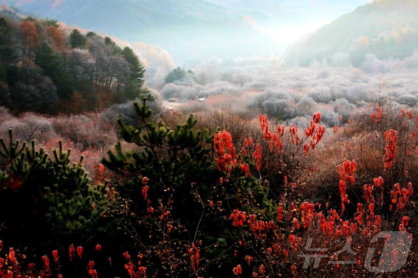 12일 오전 강원 인제군 남면 갑둔리에 위치한 &#39;비밀의 정원&#39; 일원에 서리가 내려 아름다운 가을 풍경을 자아내고 있다.&#40;인제군 제공. 재판매 및 DB금지&#41;/뉴스1 2025.11.12/뉴스1 ⓒ News1 이종재 기자
