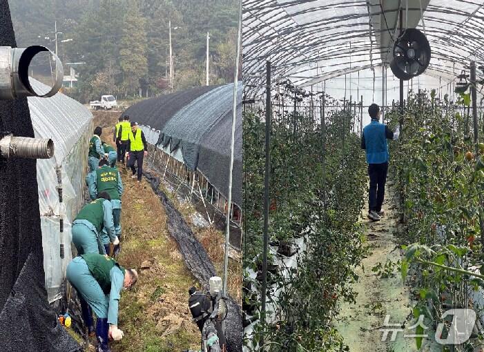 본문 이미지 - 농협대전본부와 대전교도소 소속 보라미봉사단이 지난 7일 대전 유성구 송정동에 위치한 농가를 방문해 농촌일손돕기를 진행했다. (농협대전본부 제공. 재판매 및 DB금지) 2025.11.12/뉴스1