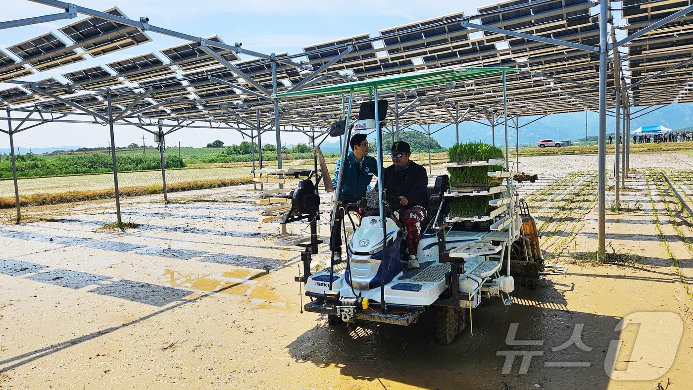영암군 영농형 태양광 실증 논 벼이양작업 &#40;영암군 제공. 재판매 및 DB금지&#41; /뉴스1 
