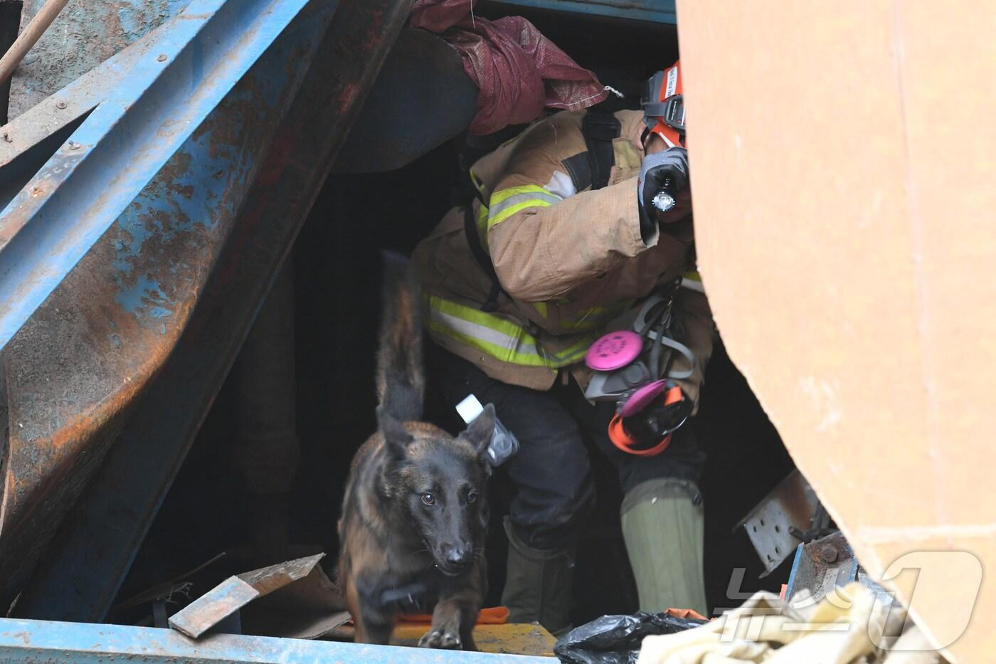 12일 오전 울산화력발전소 붕괴 사고 현장에서 119구조견과 핸들러가 위치가 확인되지 않은 매몰자를 찾기 위해 수색활동을 하고 있다. &#40;소방청 제공. 재판매 및 DB 금지&#41; 2025.11.12/뉴스1