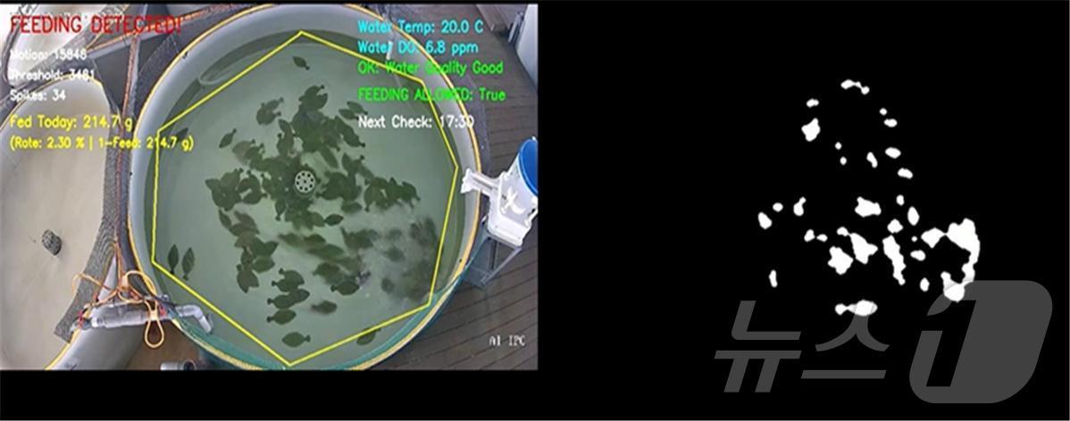 본문 이미지 - 목포대  김여름 박사팀, 영상 기반 먹이 반응 분석을 활용한 사료 급이 알고리즘&#40;목포대 제공. 재판매 및 DB금지&#41; /뉴스1 