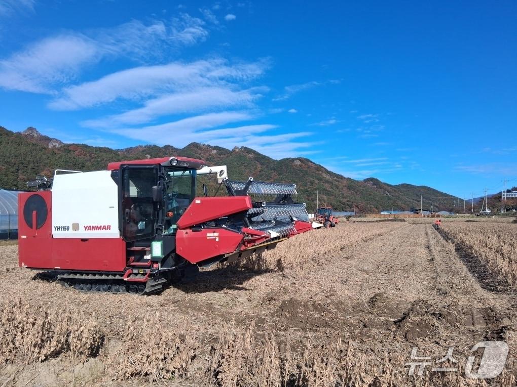 본문 이미지 - 전북 진안군 마령면 강정리 일원에서 전략작물산업화사업을 통해 도입한 첨단 범용 콤바인을 활용해 논콩을 수확하고 있다.&#40;진안군제공, 재판매 및 DB금지&#41;2025.11.12/뉴스1
