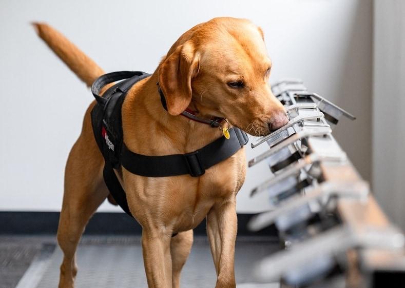 본문 이미지 - 뉴질랜드 난소암 탐지견(K9MD 제공) ⓒ 뉴스1