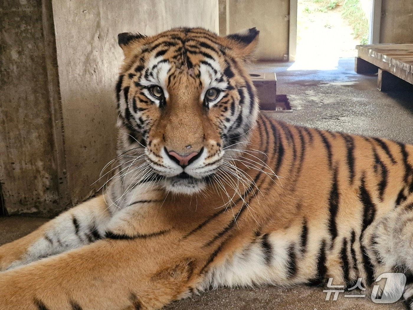본문 이미지 - 백두산호랑이 미령(한국수목원정원관리원 제공) /뉴스1