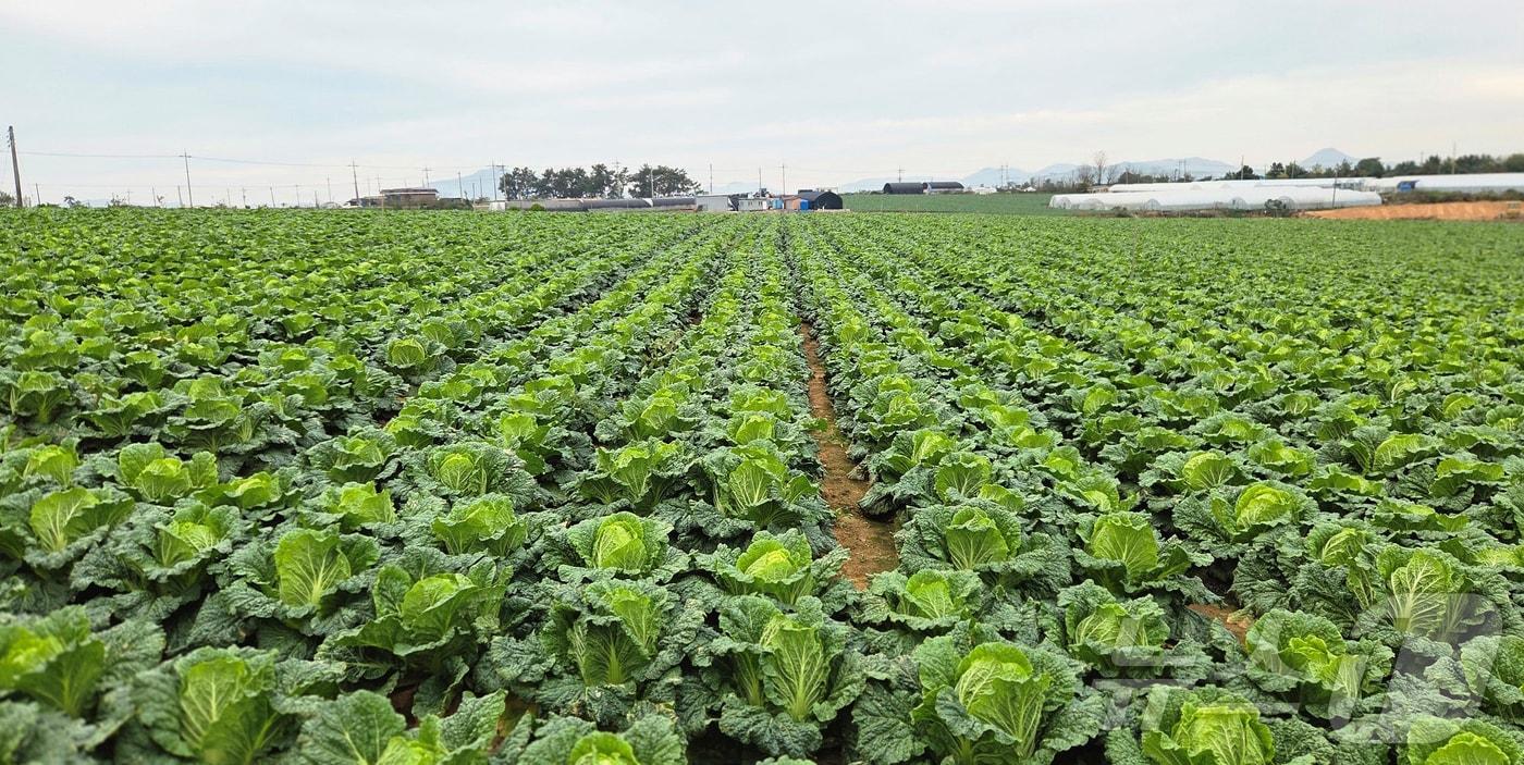 해남 가을배추./뉴스1