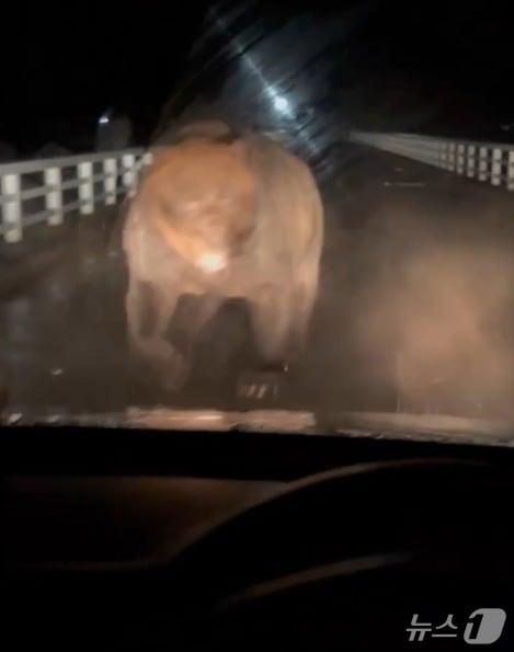 본문 이미지 - 일본 홋카이도에서 주행 중이던 차에 돌진하는 곰&#40;출처=엑스&#41;.