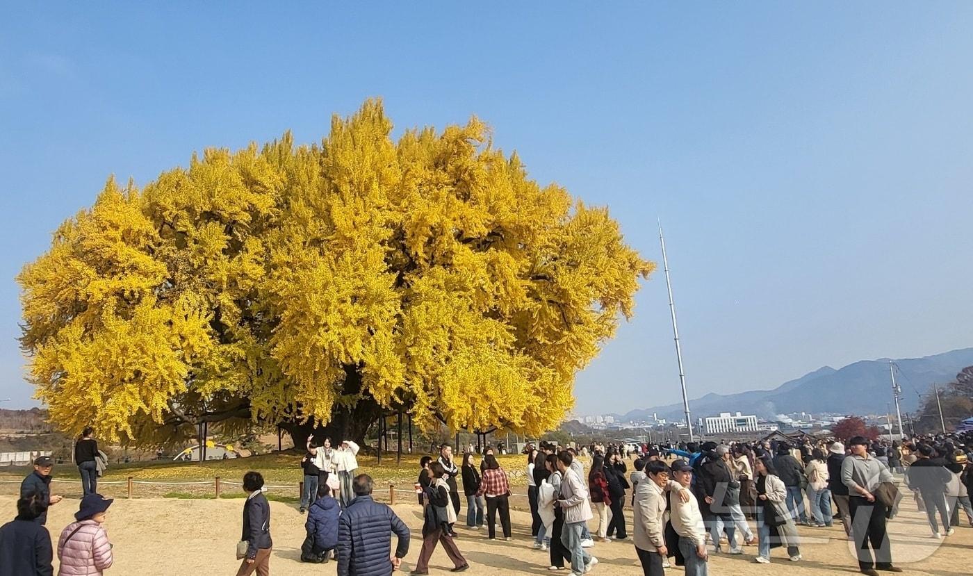 13일 강원 원주시 문막읍 반계리 은행나무가 단풍절정기를 맞은 가운데, 이날 반게리 은행나무 광장 주변에 관광객들이 몰려들고 있다. 국내 최고 수령&#40;1318년 추정&#41;인 반계리 은행나무는 천연기념물 제167호로, 높이 32m·둘레 16.27m 규모를 자랑하며, 지역 관광명소로 주목받고 있다. 2025.11.13/뉴스1 ⓒ News1 신관호 기자