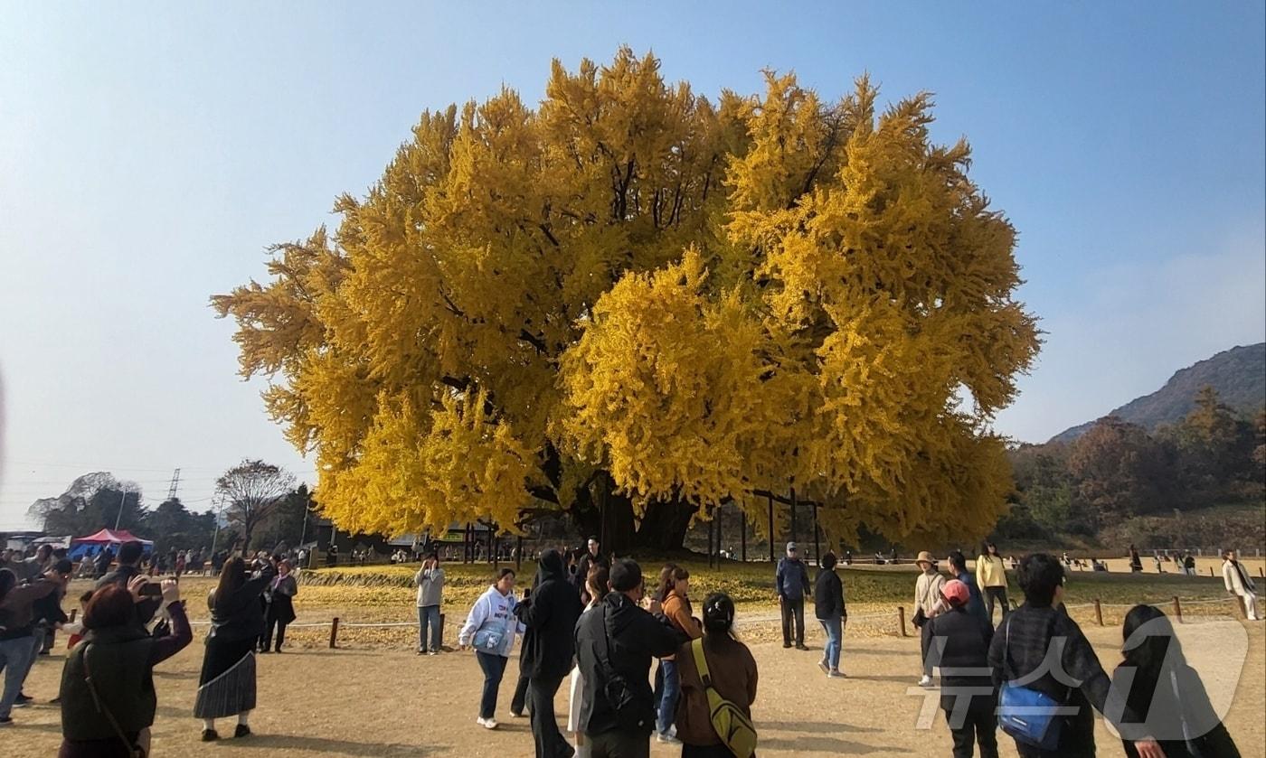 본문 이미지 - 천연기념물 제167호인 강원 원주시 문막읍 반계리 은행나무가 지난해 11월 13일 단풍절정기를 맞은 모습. 2025.11.13 ⓒ 뉴스1 신관호 기자
