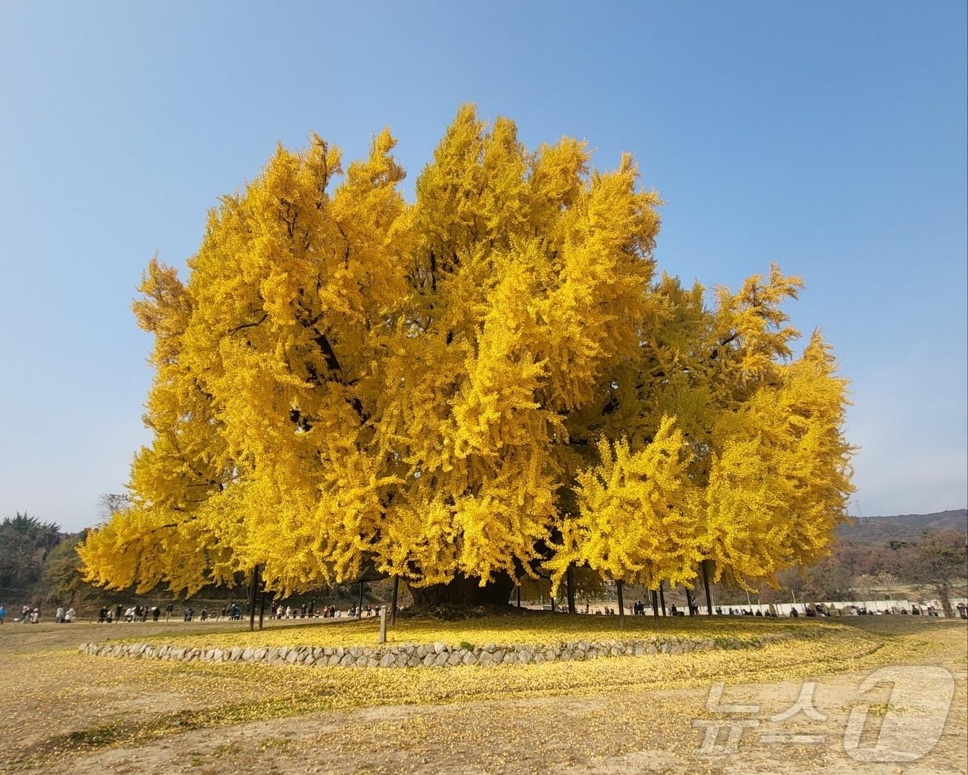 본문 이미지 - 천연기념물 제167호인 강원 원주시 문막읍 반계리 은행나무가 지난해 11월 13일 단풍절정기를 맞은 가운데, 노랗게 물든 진풍경을 나타내고 있다. 2025.11.13. ⓒ 뉴스1 신관호 기자