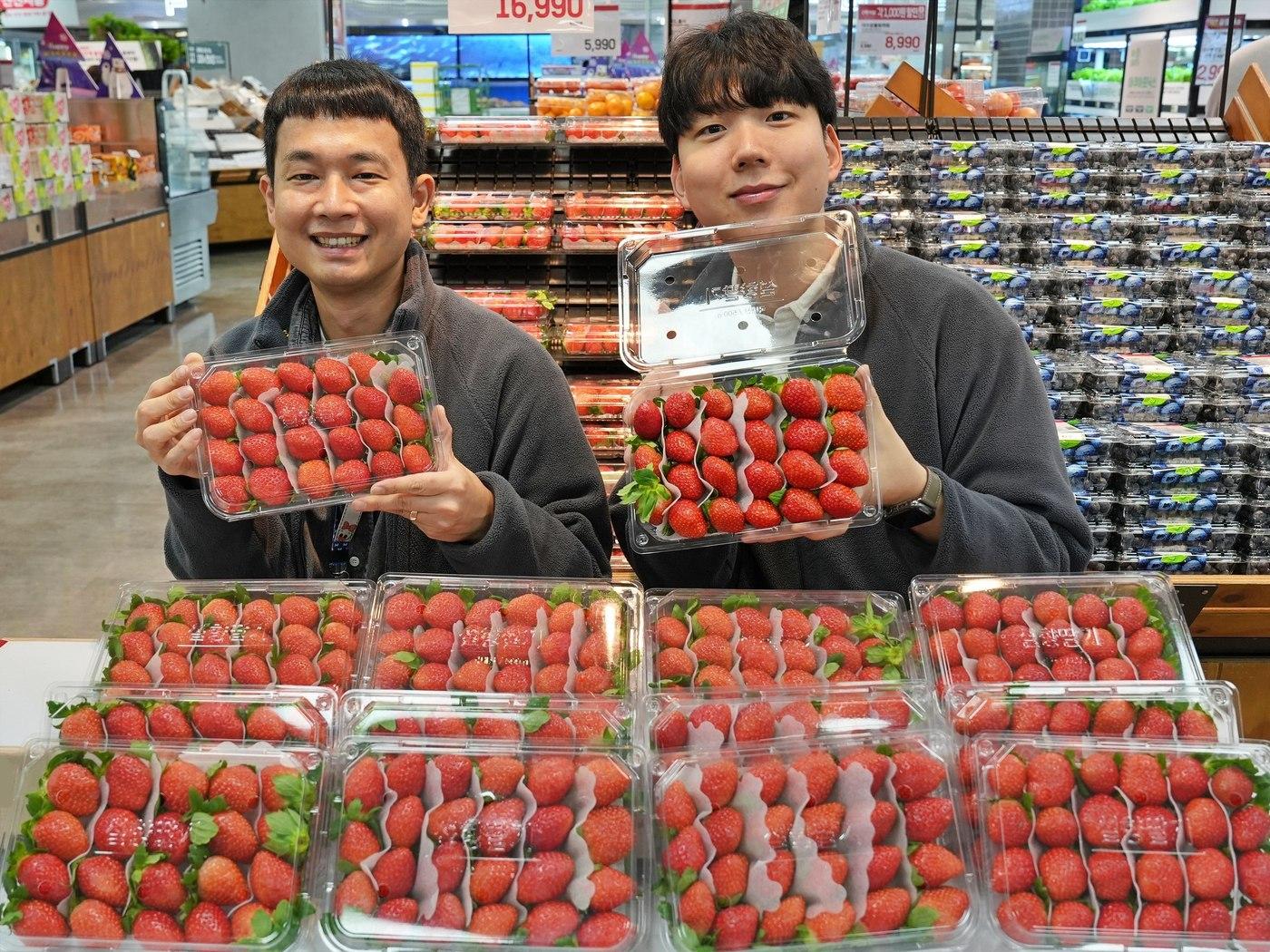 본문 이미지 - 롯데마트는 14일 '무라벨 설향 딸기'(500g/국산)를 출시한다.(롯데마트제공)