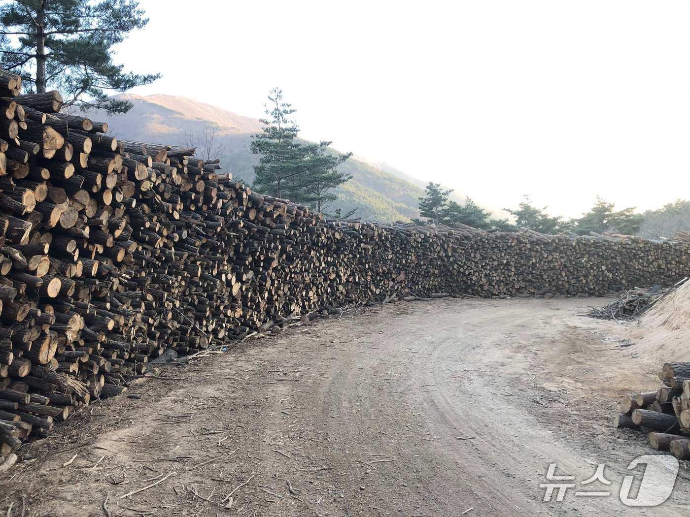 본문 이미지 - 울산 선도단지&#40;산림청 제공.재판매 및 DB금지&#41;/뉴스1