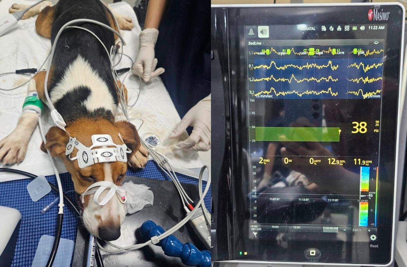 이안동물의학센터는 국내 최초로 반려동물의 뇌파 기반 마취 심도 평가를 임상에 도입하는 연구를 주도하고 있다(이안동물의학센터 제공). ⓒ 뉴스1