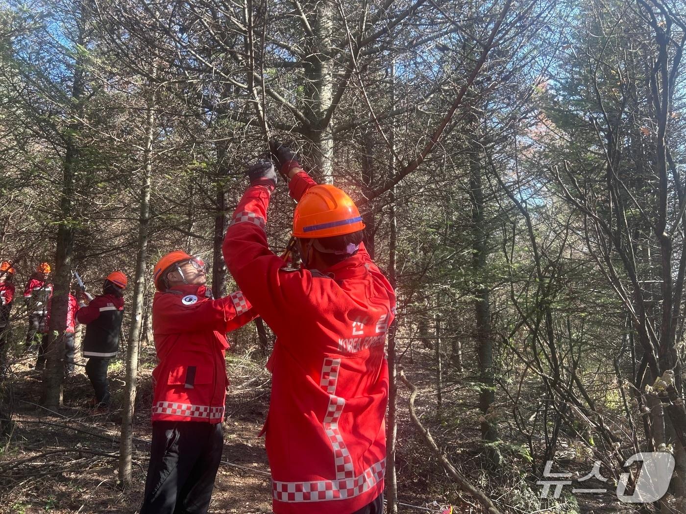 본문 이미지 - 최수천 동부지방산림청장&#40;오른쪽 두번째&#41;이 14일 강원 삼척시 신기면 미로면 일원에서 열린 &#39;숲가꾸기 1일 체험행사&#39;에서 분비나무 가지치기를 하고 있다.&#40;동부산림청 제공, 재판매 및 DB 금지&#41; 2025.11.14/뉴스1