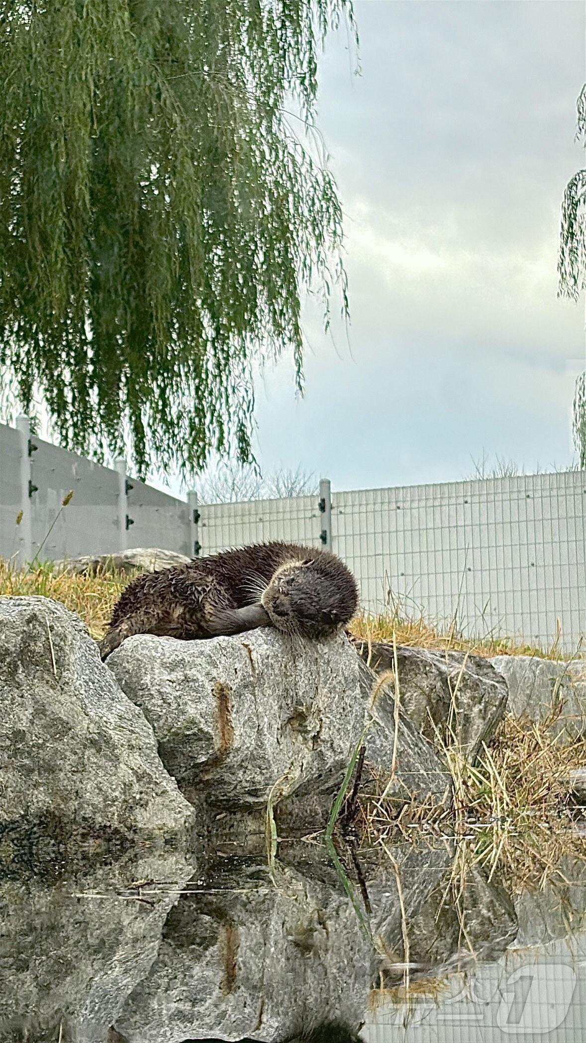 본문 이미지 - 전남 구례군은 14일 섬진강수달생태공원에 천연기념물 수달 2마리를 입식했다. &#40;구례군 제공. 재판매 및 DB금지&#41; ⓒ News1 김성준 기자