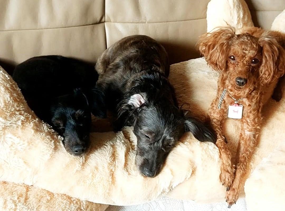 본문 이미지 - 토이푸들 '꼬미'(맨 오른쪽)와 꼬미가 낳은 새끼 '나나'와 '꾸꾸'(독자 제공) ⓒ 뉴스1