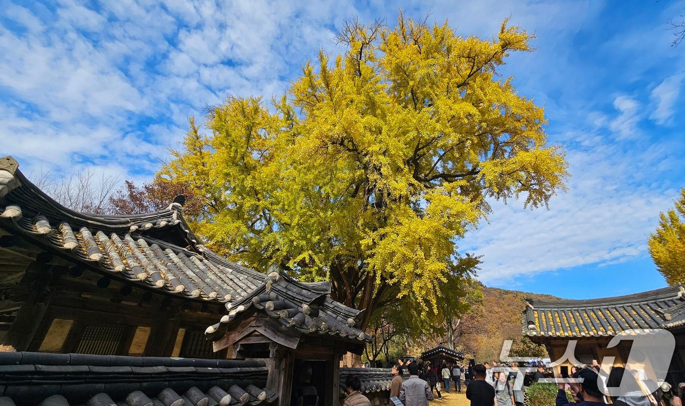 16일 경북 경주시 강동면 운곡서원에서 관광객들이 노란색으로 물든 은행나무 아래에서 가을을 만끽하고 있다. 2025.11.16/뉴스1 ⓒ News1 최창호 기자