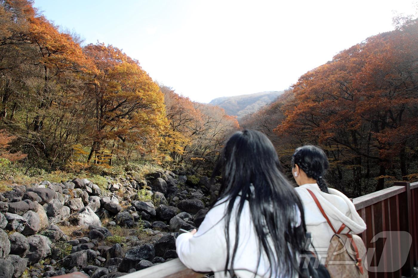 16일 한라산 어리목교에서 탐방객들이 단풍을 즐기고 있다. 2025.11.16/뉴스1 ⓒ News1 오미란 기자