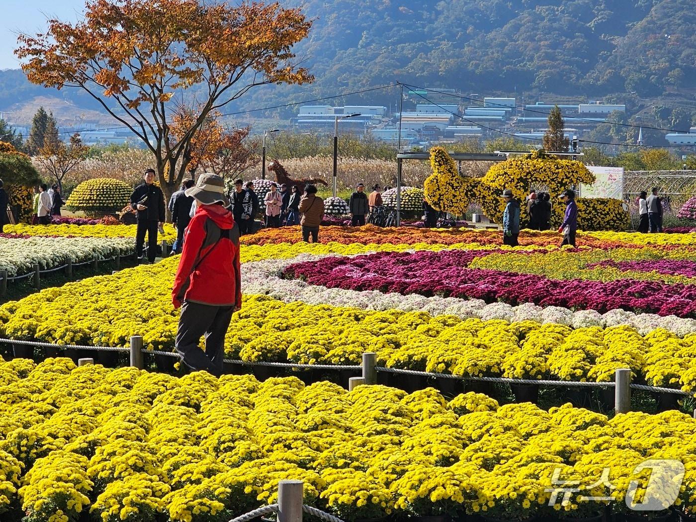 본문 이미지 - 16일 양산국화축제를 찾은 나들이객들이 국화를 둘러보고 있다. 2025.11.16  ⓒ 뉴스1 박민석 기자