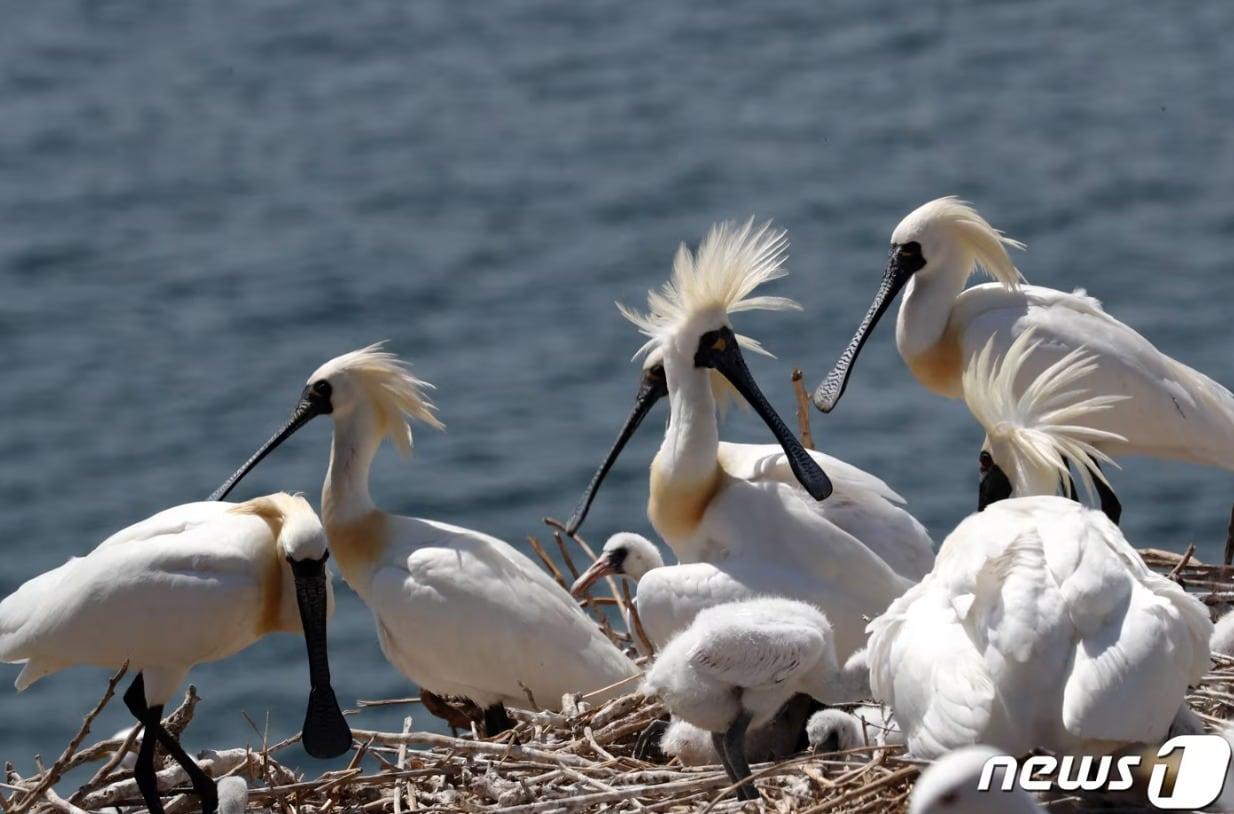 본문 이미지 - 인천시 깃대종인 저어새 2022.5.10/뉴스1