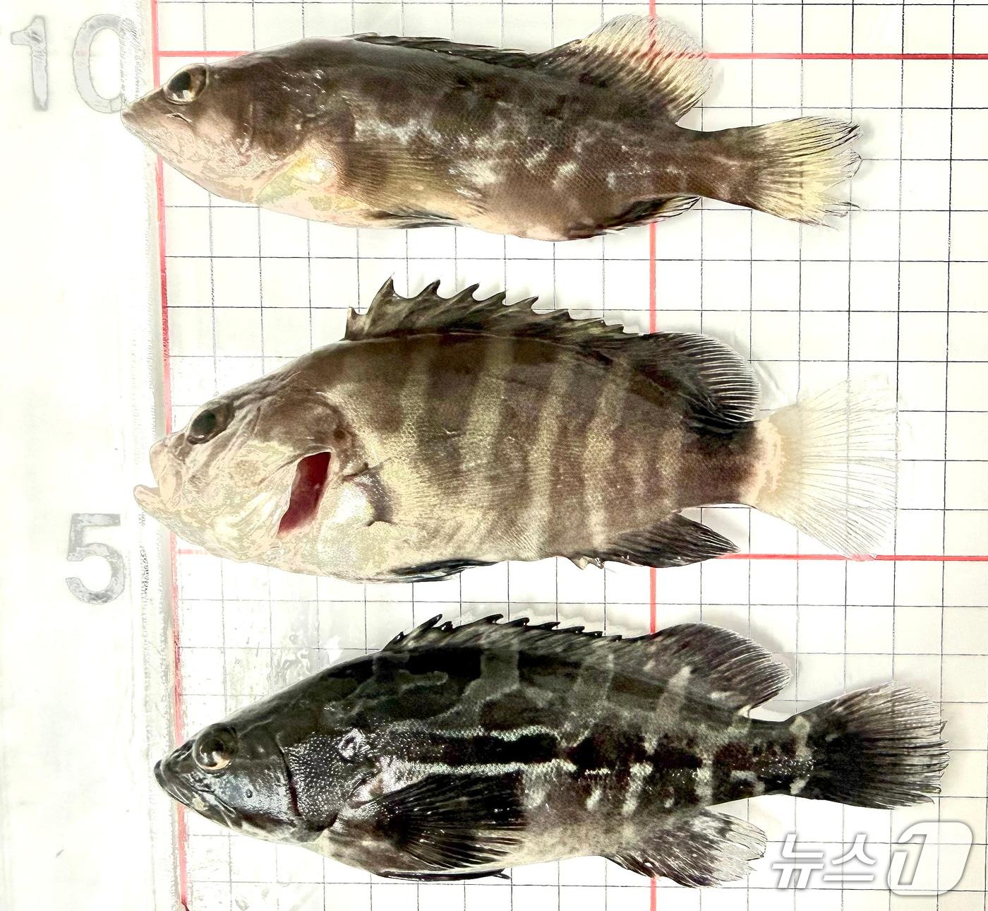 본문 이미지 - (상단부터) 붉바리, 능성어, 자바리 종자.(제주특별자치도 해양수산연구원 제공, 재판매 및 DB 금지)