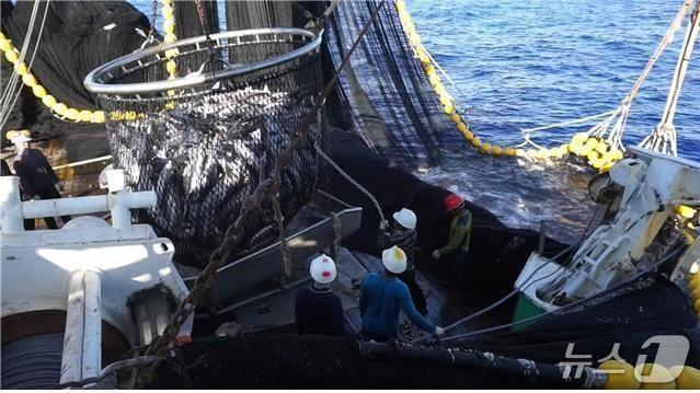 본문 이미지 - 참치 선망선 조업 장면(한국원양산업협회 제공)