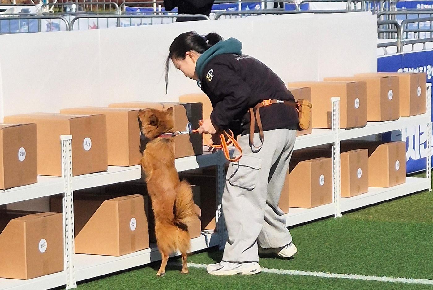 지난 14일 연성대 반려동물산업과 학생이 참가견과 제10회 관세청장배 탐지견 경진대회 탐지 부분 대회에 참가하는 모습(연성대 제공) ⓒ 뉴스1