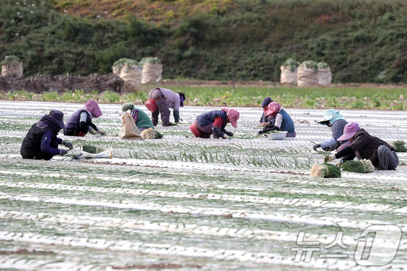17일 오후 대구 달성군 구지면 들녘에서 농민과 외국인 계절근로자들이 추위를 잊은 채 양파 모종을 심고 있다. 2025.11.17/뉴스1 ⓒ News1 공정식 기자