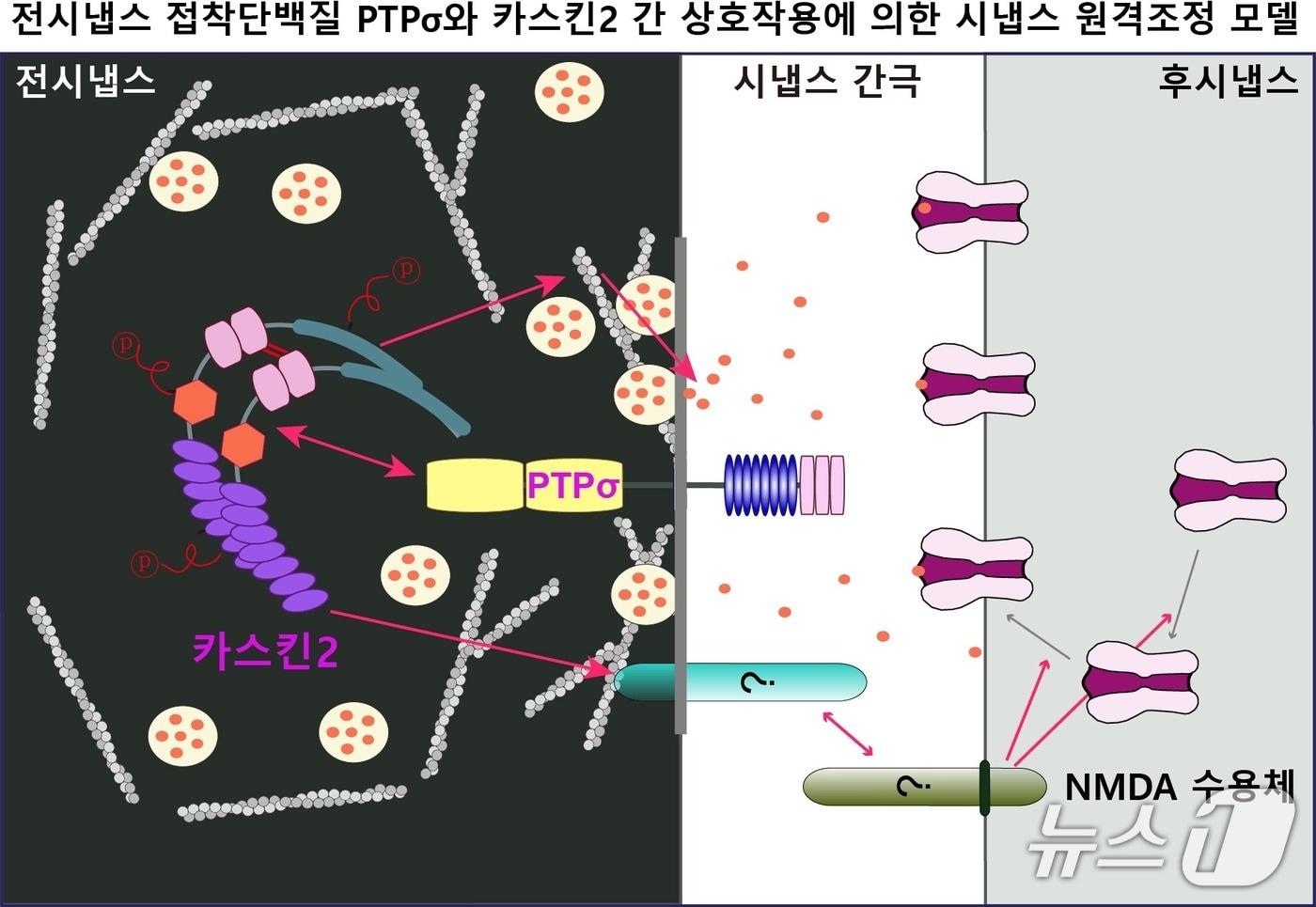 뇌 속 시냅스 근처에서 다양한 단백질들이 서로 신호를 주고받는 과정을 그린 모식도.&#40;DGIST 제공, 재판매 및 DB 금지&#41;