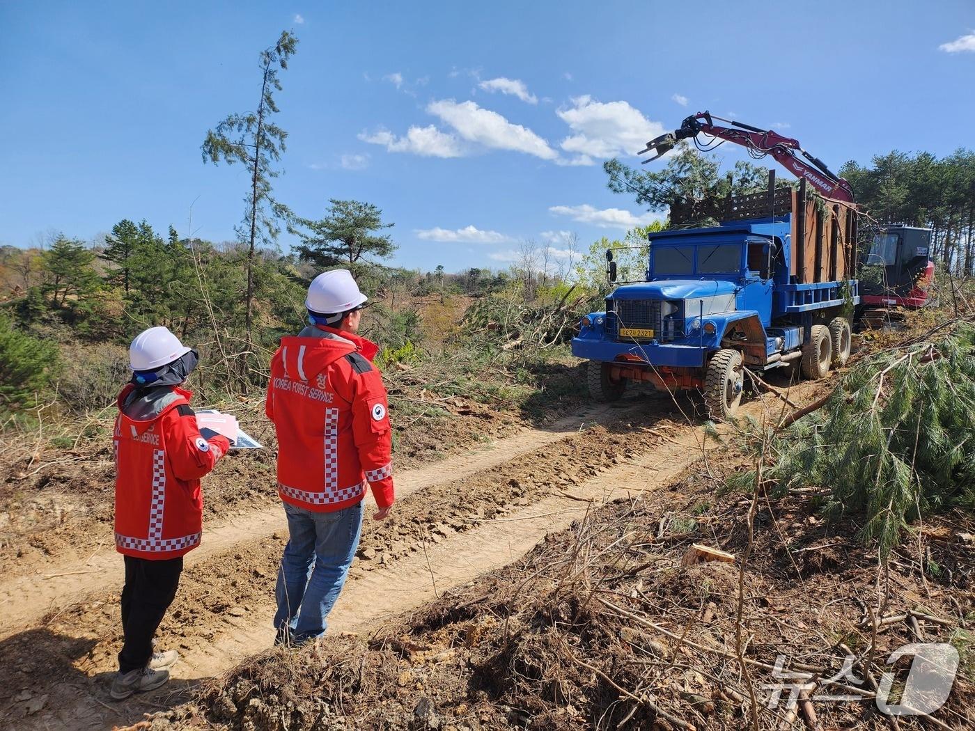 본문 이미지 - 소나무재선충병 방제사업.&#40;동부지방산림청 제공, 재판매 및 DB 금지&#41;2025.11.17/뉴스1