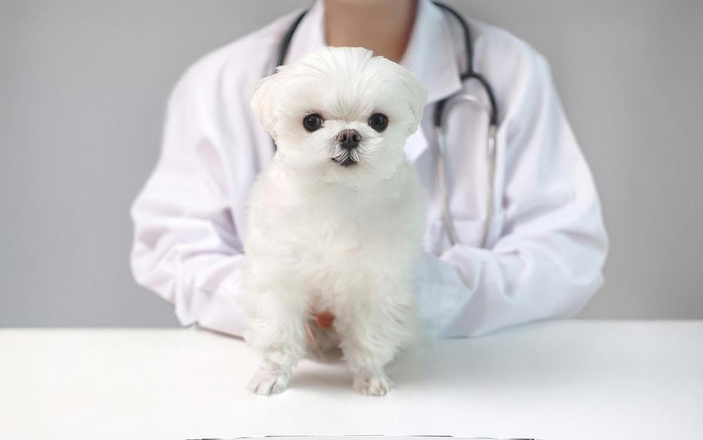 본문 이미지 - 최근 월드펫동물메디컬센터는 슬개골 탈구 수술 이력이 있는 반려견의 TPLO 수술을 성공적으로 진행했다고 밝혔다(사진은 기사 내용과 무관함, 클립아트코리아). ⓒ 뉴스1