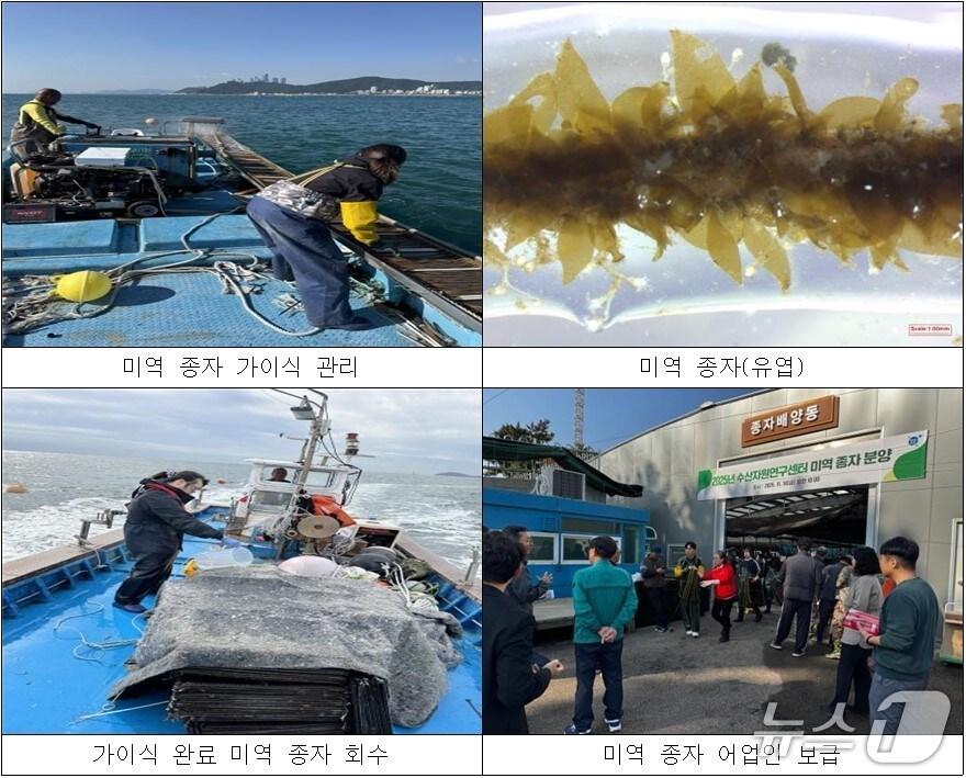 본문 이미지 - 기장군이 자체생산한 고품질 기장미역 종자를 지역 양식어업인 보급했다.(기장군 제공. 재판매 및 DB금지)