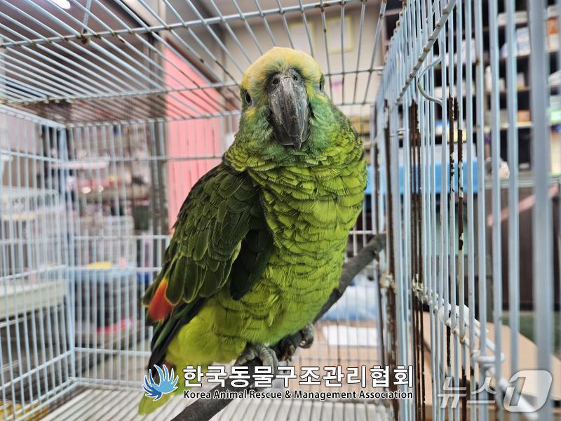 본문 이미지 - 지난 16일 서울 영등포구 양평동 소재 한 카페에서 구조된 앵무새 &#40;사진. 한국동물구조관리협회&#41;