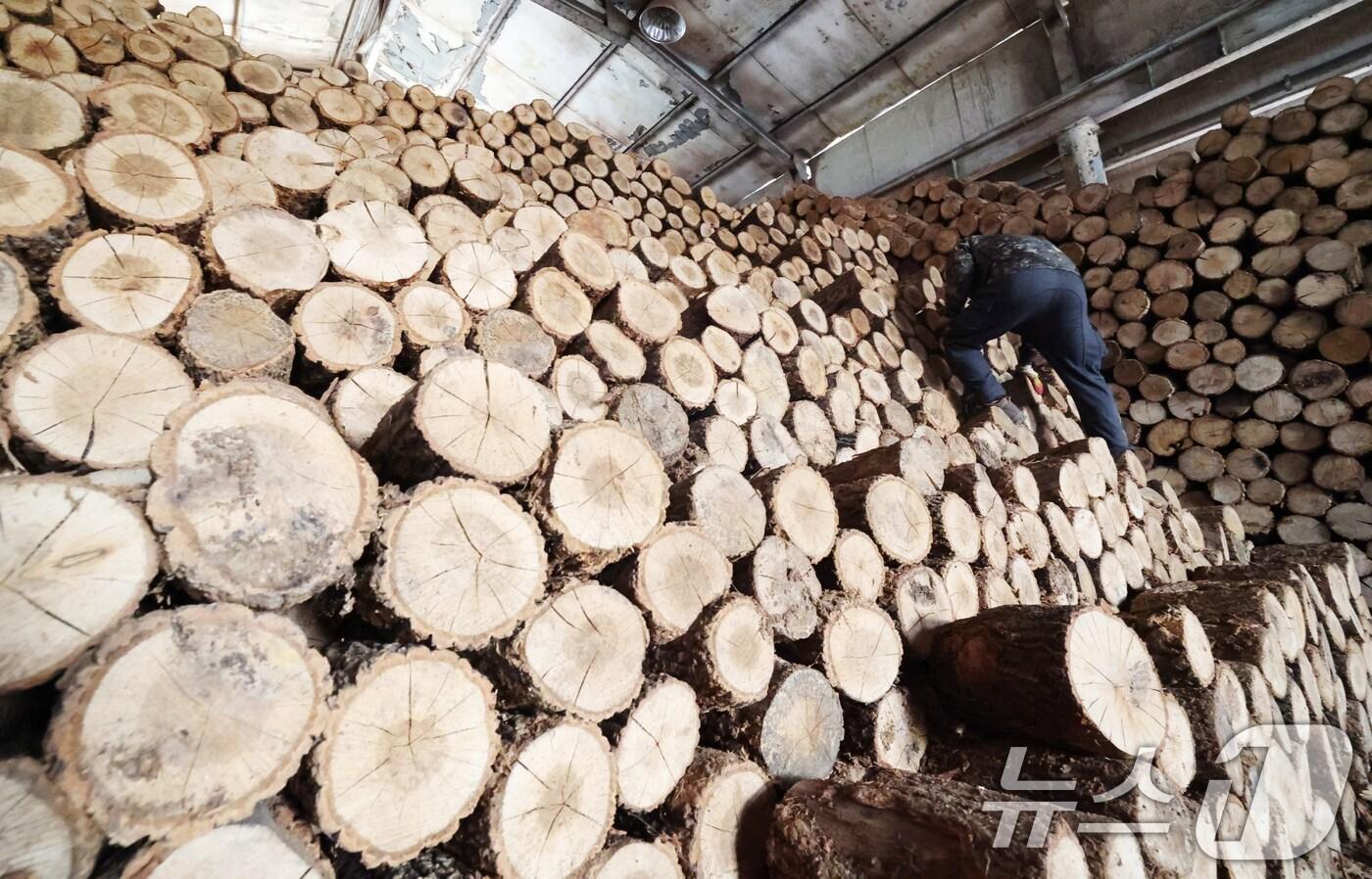 전국 대부분 지역의 아침 기온이 영하권을 보인 18일 경기 안성시의 한 장작공장에서 관계자가 장작 출하 작업을 하고 있다. 이번 추위는 수요일인 19일 낮까지 이어지겠고, 목요일인 20일부터는 기온이 평년 범위로 점차 회복할 전망이다. 2025.11.18/뉴스1 ⓒ News1 김영운 기자