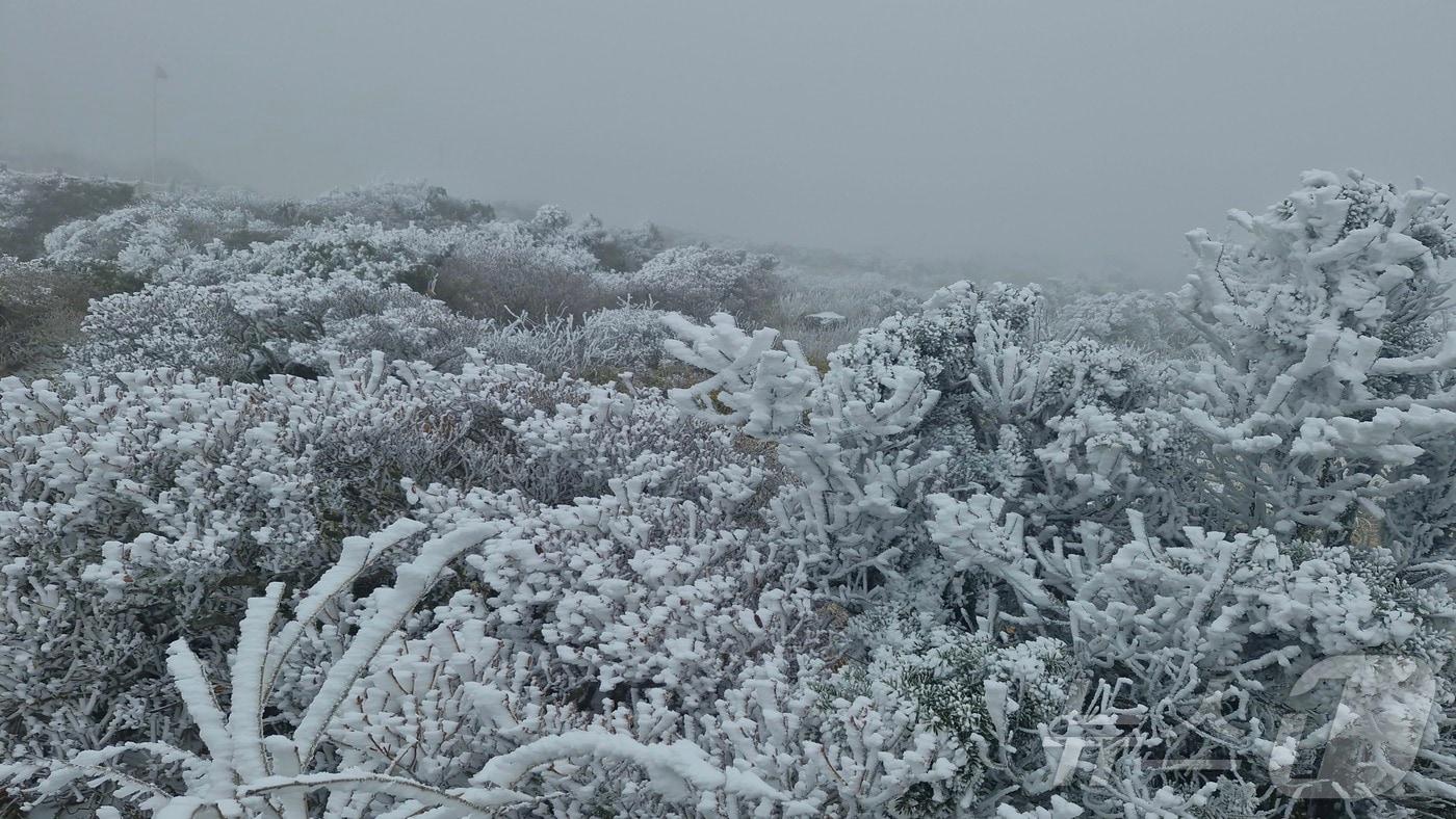 한라산에 눈이 내린 모습.(한라산국립공원  제공. 재판매 및 DB 금지)2025.11.18/뉴스1 ⓒ News1 