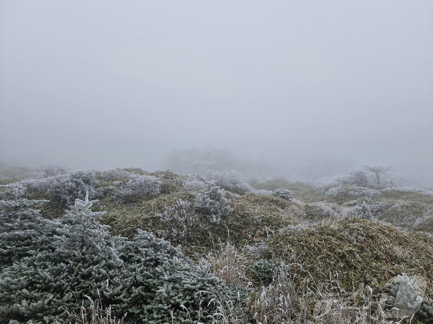 본문 이미지 - 18일 오전 제주 한라산에 첫눈이 내려 장관을 연출하고 있다. 올 가을 첫눈은 지난해(11월27일)보다 9일 빨랐다.(한라산국립공원 김성황 씨 제공. 재판매 및 DB 금지)2025.11.18/뉴스1 ⓒ News1 홍수영 기자