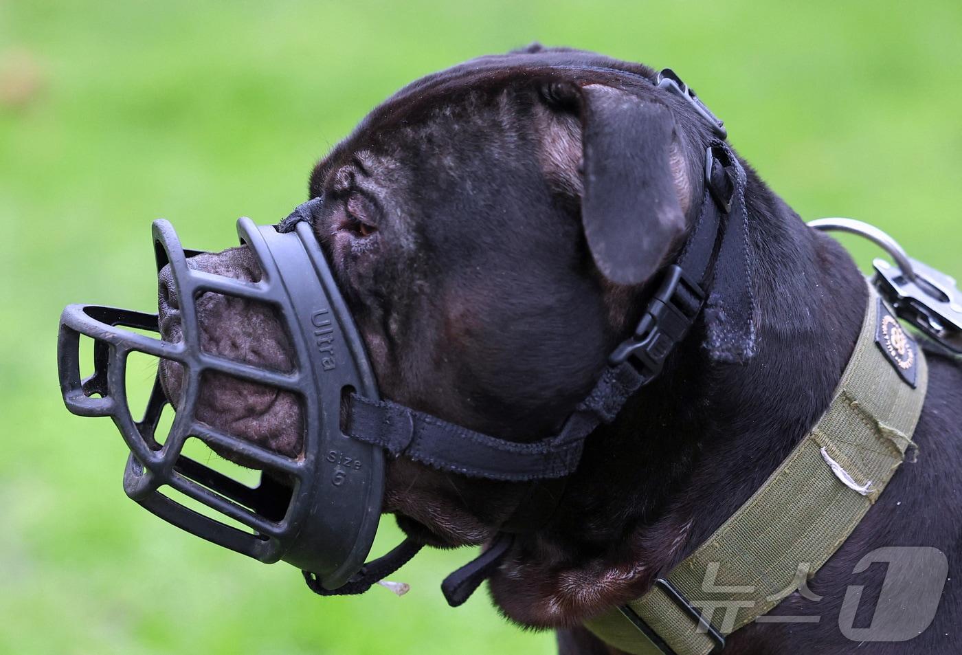 입마개를 한 &#39;아메리칸 불리 XL&#39; 품종의 개. &#40;사진은 기사 내용과 무관함&#41; 2024.01.12. ⓒ 로이터=뉴스1 ⓒ News1 윤다정 기자