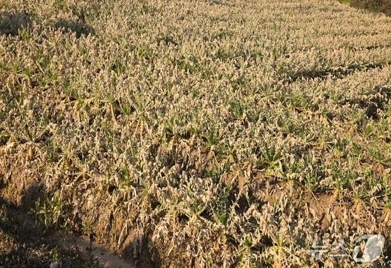 본문 이미지 - 음성 대소면 화학물질 누출 사고로 누렇게 변한 무 밭.&#40;자료사진&#41;/뉴스1 