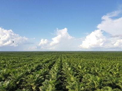 본문 이미지 - 포스코인터내셔널 인도네시아 팜법인 전경.&#40;포스코인터내셔널 제공&#41;