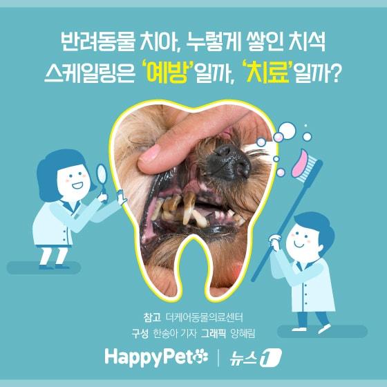 본문 이미지 - ⓒ News1 양혜림 디자이너