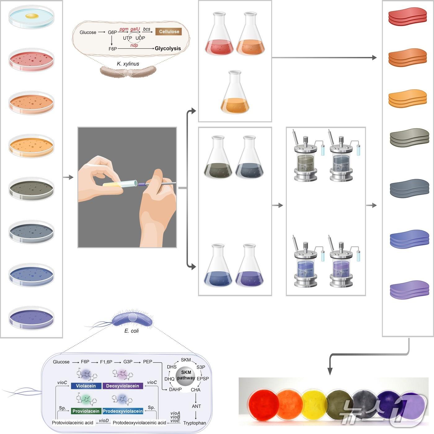 본문 이미지 - 무지개 색상 박테리아 셀룰로오스 원스텝 생산을 위한 미생물 기반 플랫폼 모식도(KAIST 제공) /뉴스1