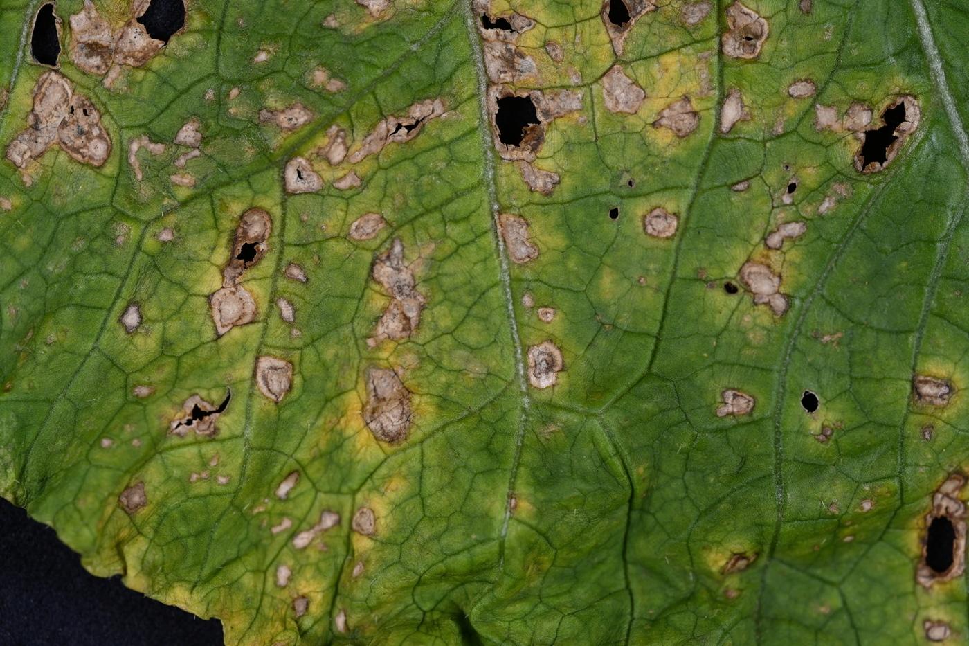 &#39;검은무늬병&#39;에 전염된 배추.&#40;충남도 제공. 재판매 및 DB금지&#41;/뉴스1