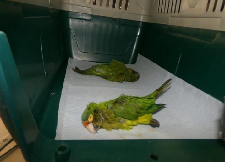 미국인 아구스 마르티네스(35)가 멕시코 국경에서 밀수를 시도한 멸종위기종 '오렌지이마앵무새'. 출처=워싱턴포스트