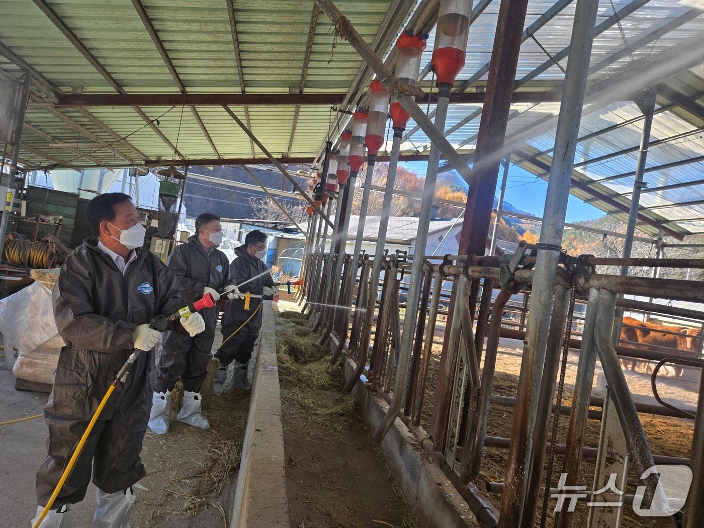 본문 이미지 - 홍천지역 축산농가 방역 상황 점검.&#40;농협 강원본부 제공. 재판매 및 DB금지&#41;/뉴스1