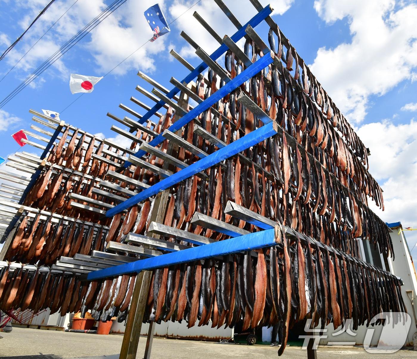 본문 이미지 - 2일 경북 포항시 남구 구룡포 해안도로에서 상인들이 지역 특산물인 꽁치 과메기를 해풍에 말리고 있다. ⓒ News1 최창호 기자