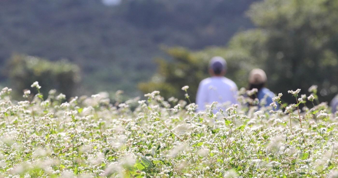 2일 제주도민과 관광객들이 '2025 와흘 가을 메밀문화제'가 열리는 제주시 조천읍 와흘메밀농촌체험휴양마을의 메밀밭을 걷고 있다. 2025.11.2/뉴스1 ⓒ News1 강승남 기자