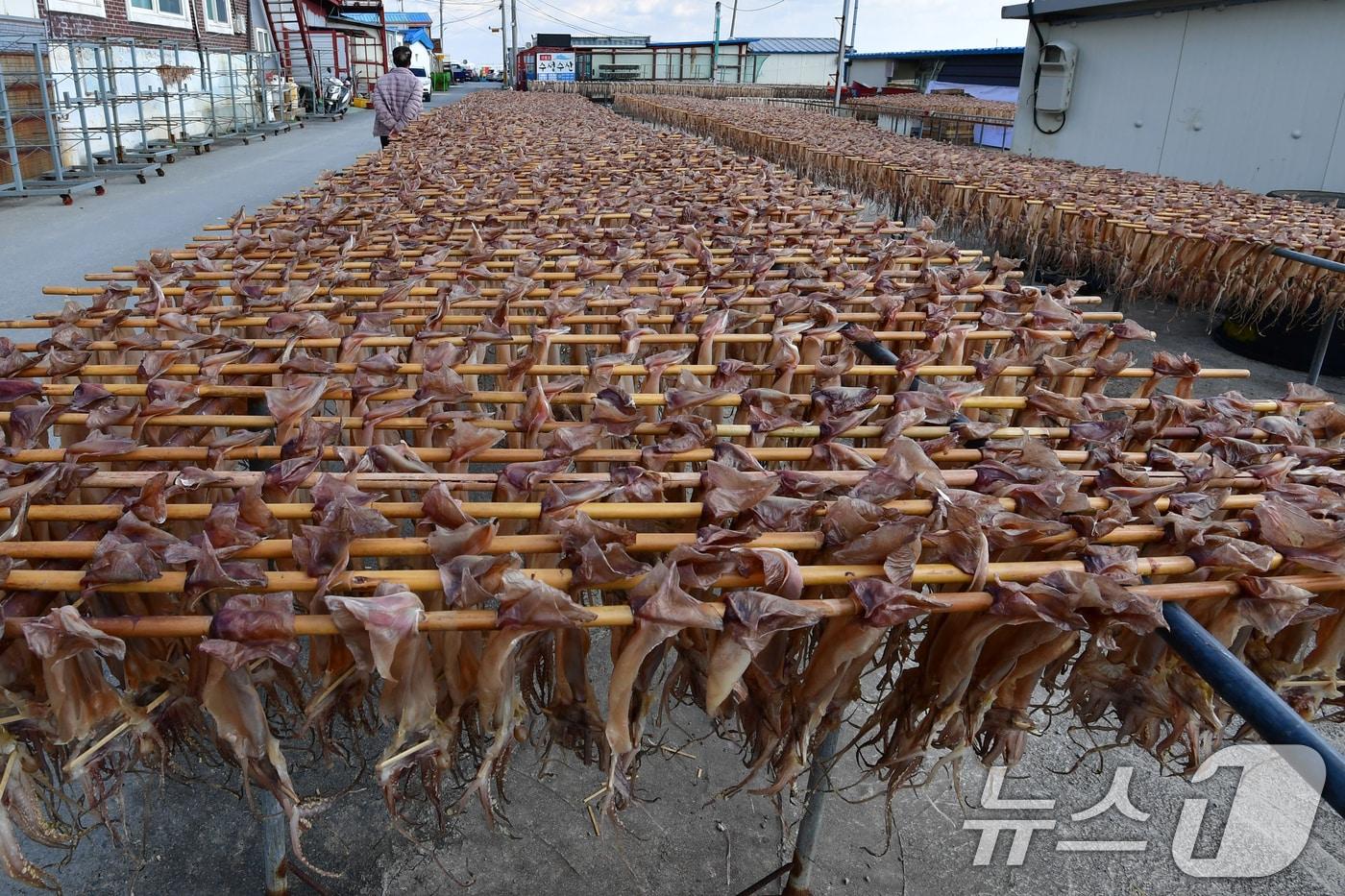 지난 2일 경북 포항시 남구 구룡포 해안도로의 덕장에서 오징어를 말리는 작업이 한창이다. 2025.11.2/뉴스1 ⓒ News1 최창호 기자