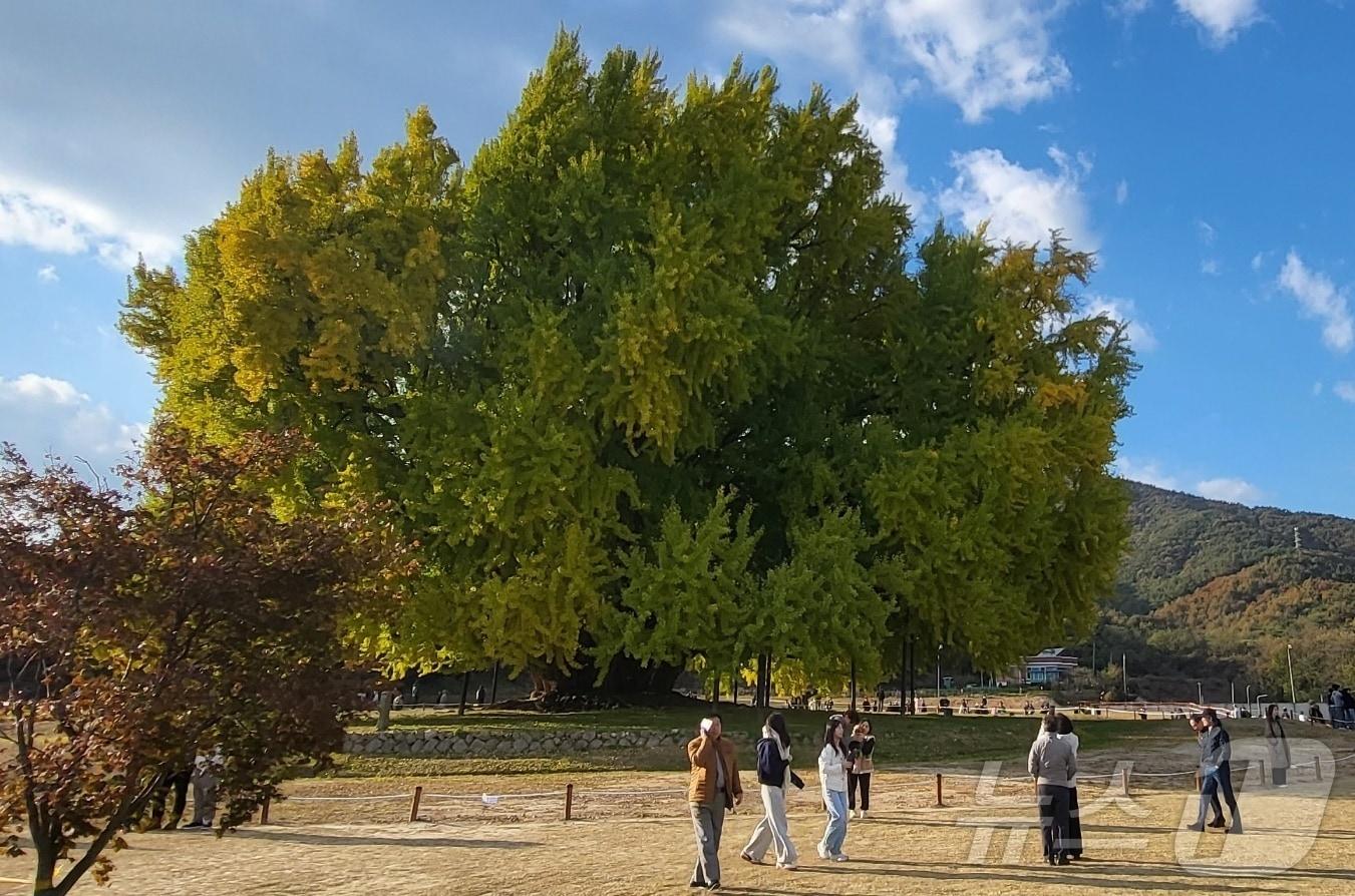 본문 이미지 - 2일 강원도 원주시 문막읍 반계리 은행나무광장에서 열린 &#39;2025 반계리 은행나무 축제&#39;를 찾은 관광객 등이 노랗게 물들어 가고 있는 은행나무를 구경하고 있다. 2025.11.2뉴스1 ⓒ News1 신관호 기자
