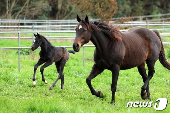 본문 이미지 - 지난 2024년 제주 힐링팜목장에서 태어난 닉스고 자마(왼쪽).(한국마사회 제공. 재판매 및 DB 금지)