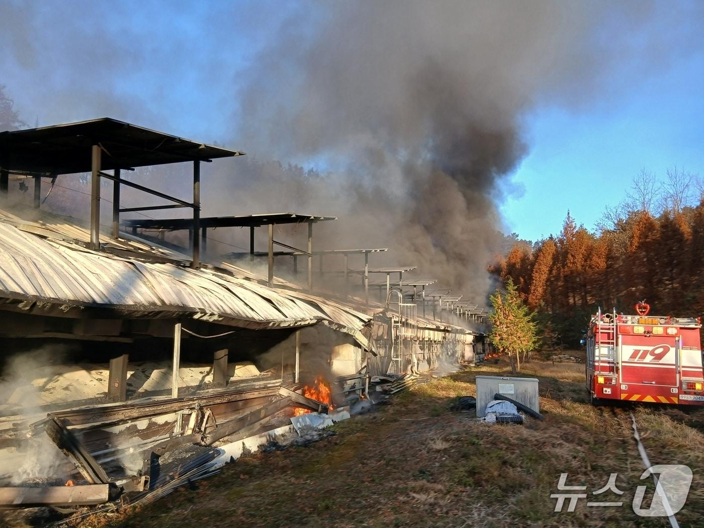 본문 이미지 - 21일 오전 7시 55분쯤 충북 괴산의 한 양계장에서 화재가 발생해 양계장 건물이 불에 타고 있다.&#40;괴산소방서 제공, 재판매 및 DB금지&#41;/뉴스1